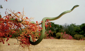 Green Mamba